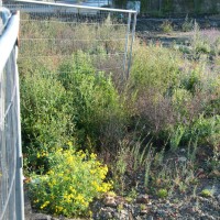 Oxford Ragwort